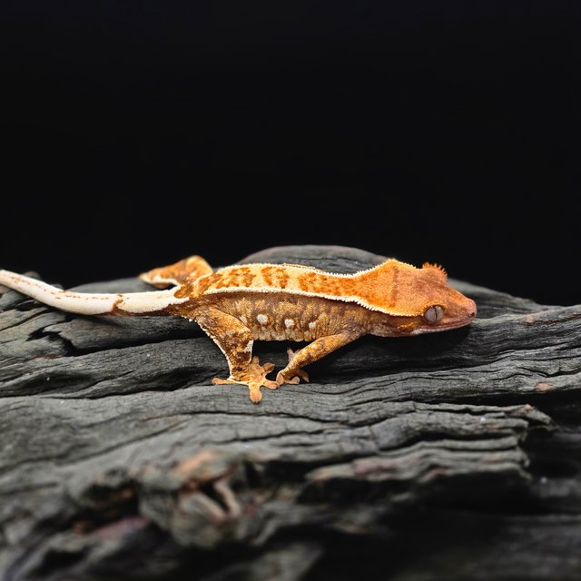 노멀 트라이 텐저린 핀스트라이프