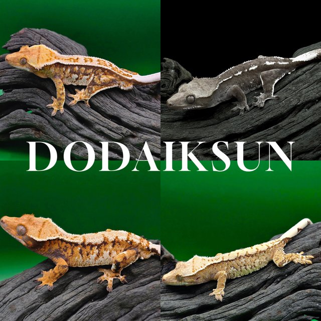 트라이 텐저린 익스트림할리퀸 할리퀸 노멀