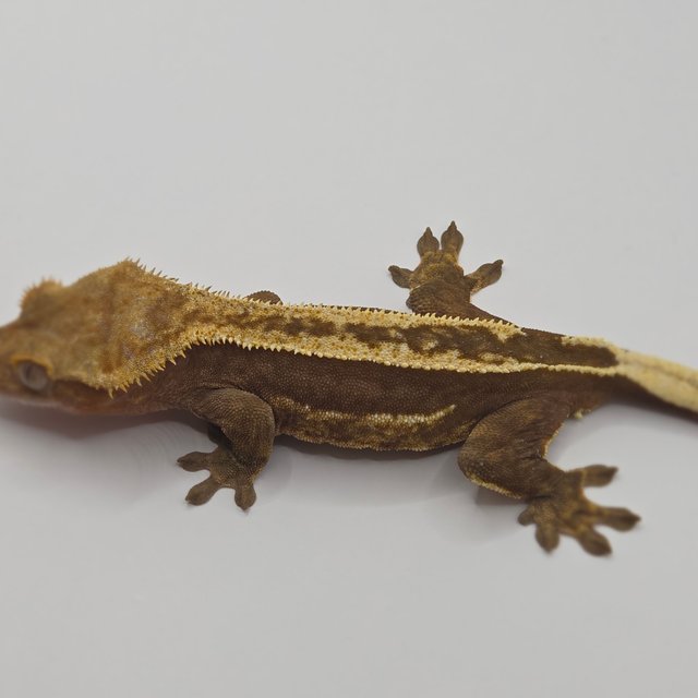 슈퍼스트라이프