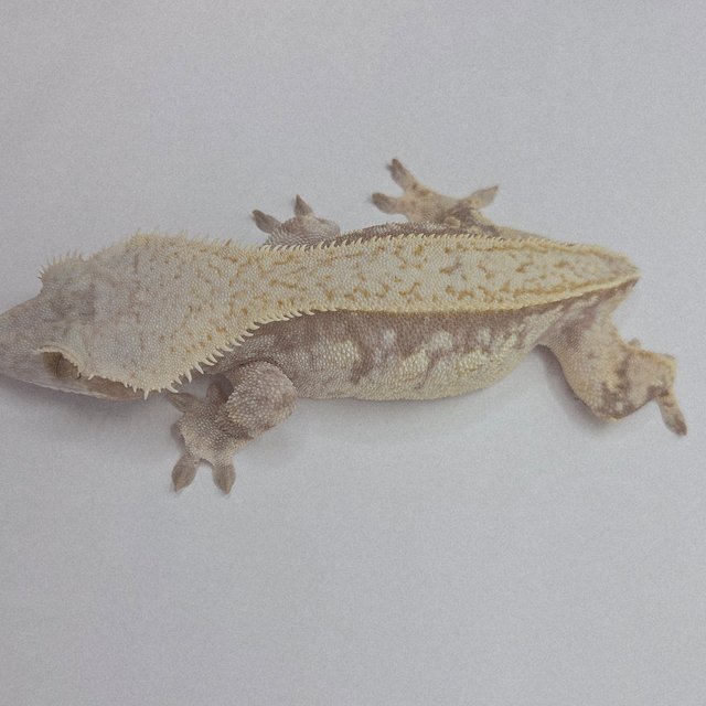 풀핀 스트로베리