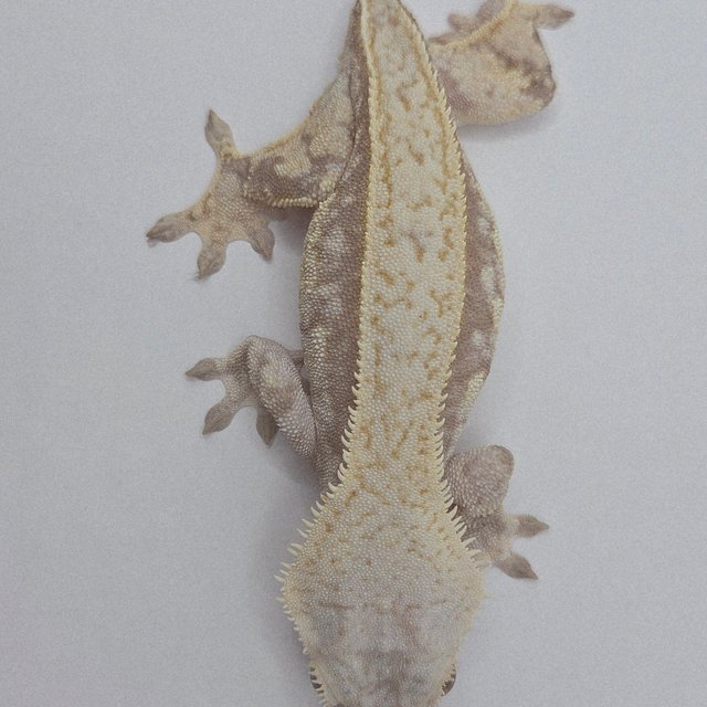 풀핀 스트로베리