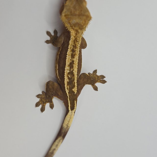 슈퍼스트라이프