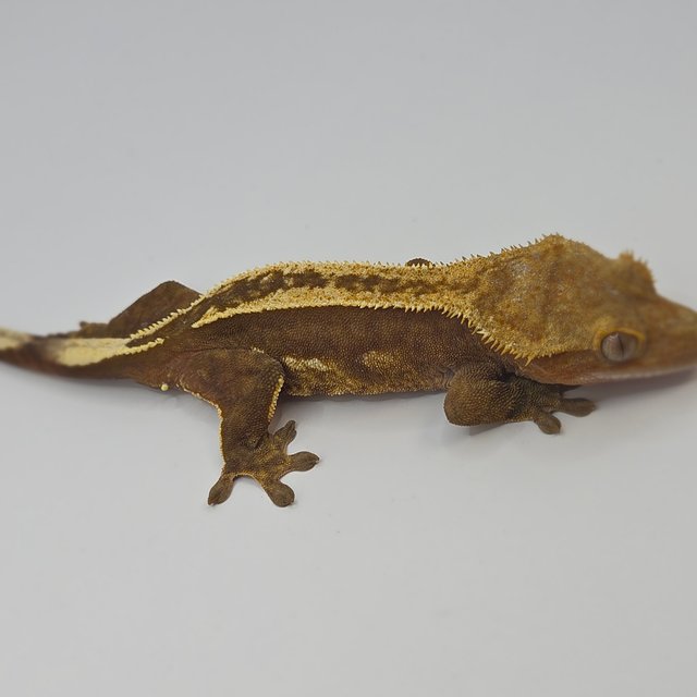 슈퍼스트라이프