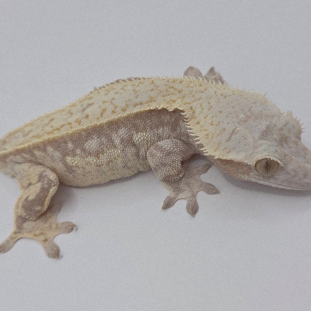 풀핀 스트로베리