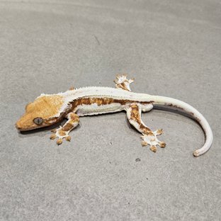 레쥬