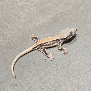 앗쥬0330