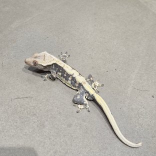 두부