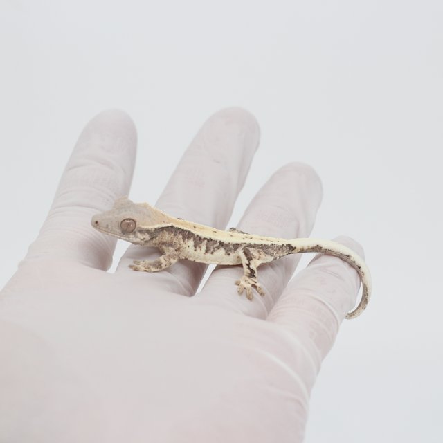 릴리 세이블 100%헷아잔틱