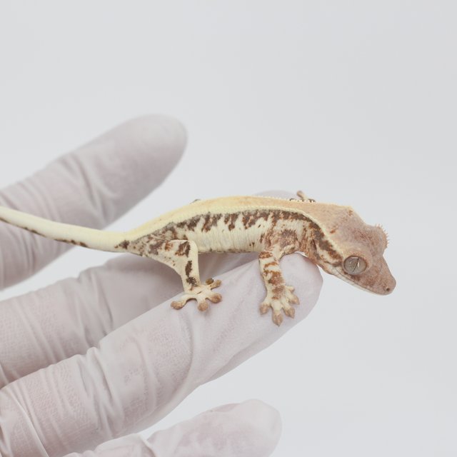 릴리 세이블 100%헷아잔틱