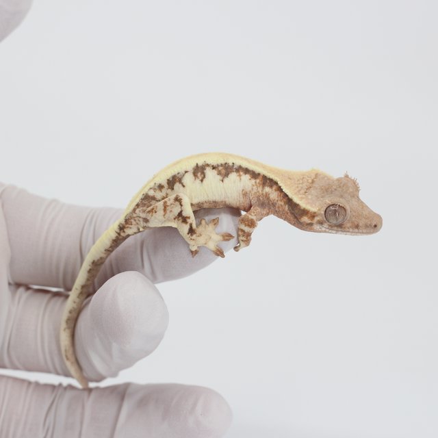 릴리 세이블 100%헷아잔틱