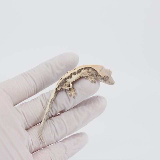 릴리 세이블 100%헷아잔틱