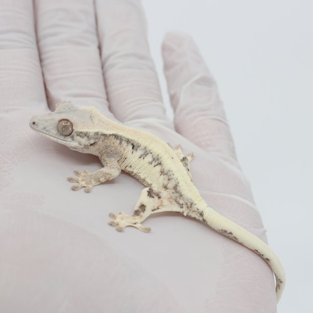 릴리 세이블 100%헷아잔틱