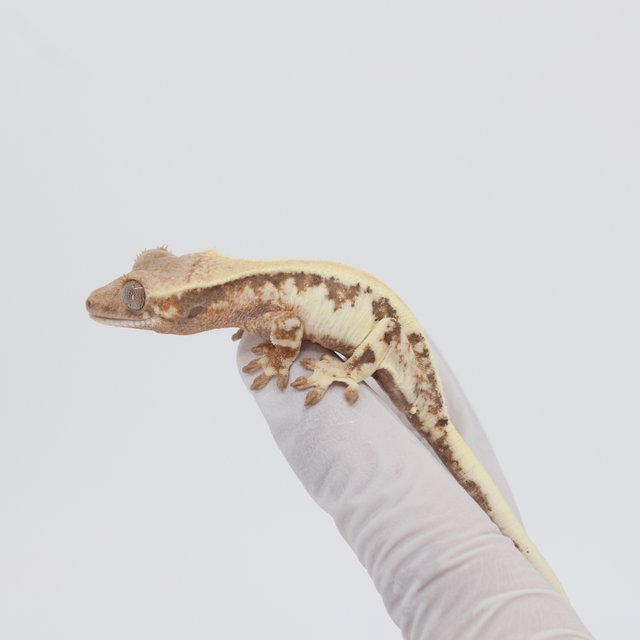 릴리 세이블 100%헷아잔틱