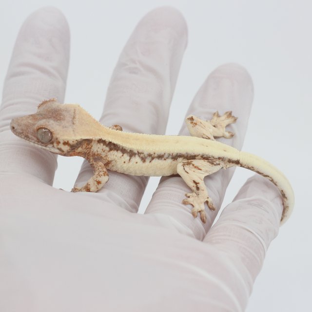 릴리 세이블 100%헷아잔틱