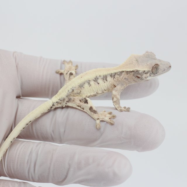 릴리 세이블 100%헷아잔틱