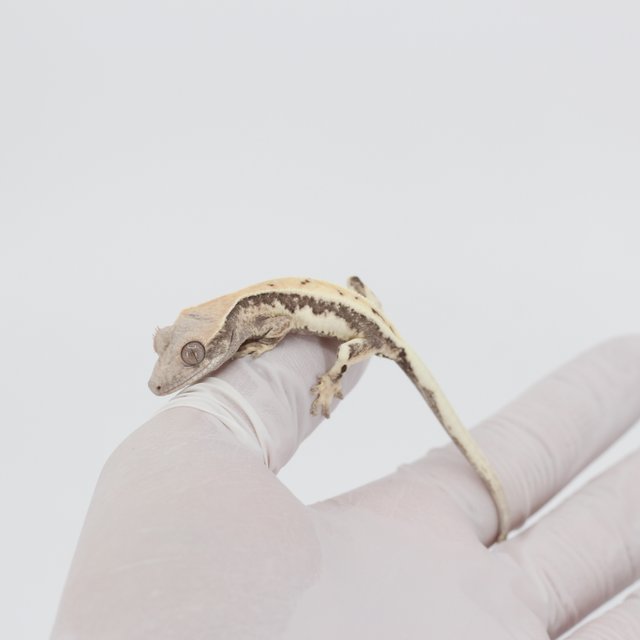 릴리 세이블 100%헷아잔틱