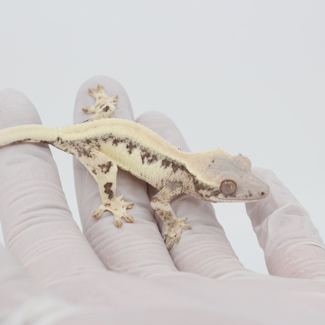 릴리 세이블 100%헷아잔틱