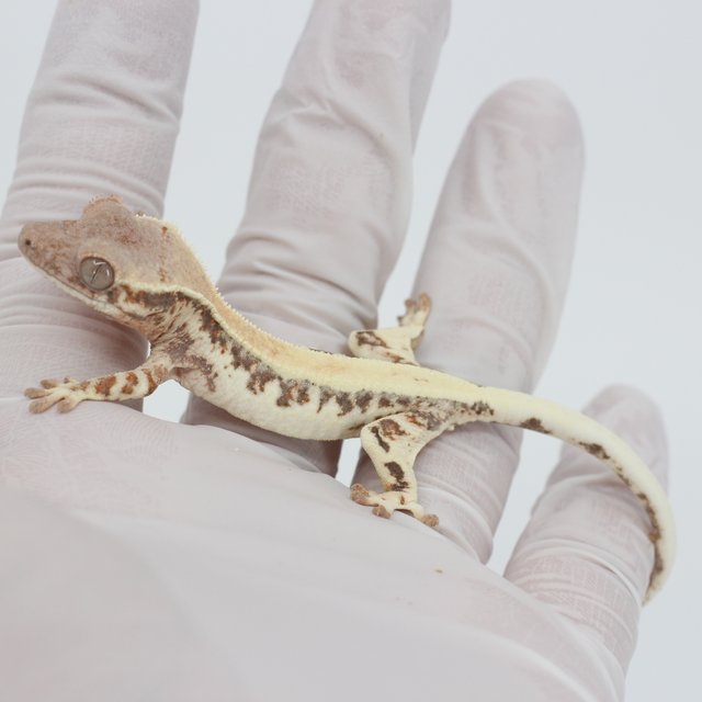 릴리 세이블 100%헷아잔틱