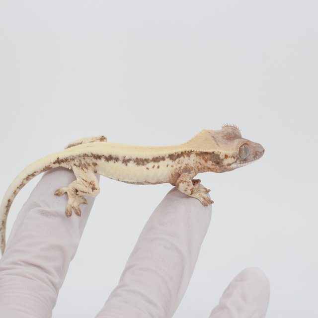 릴리 세이블 100%헷아잔틱