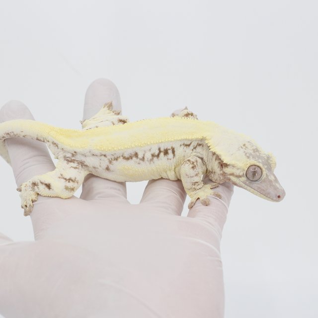 릴리 세이블 100%헷아잔틱