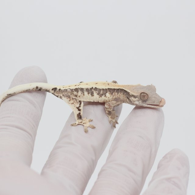 릴리 세이블 100%헷아잔틱