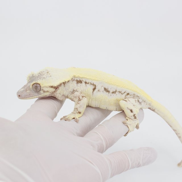 릴리 세이블 100%헷아잔틱