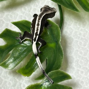 아잔틱