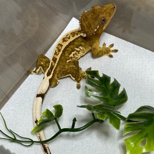 노멀 풀핀 핀스트라이프