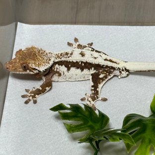 릴리 세이블 100%헷아잔틱