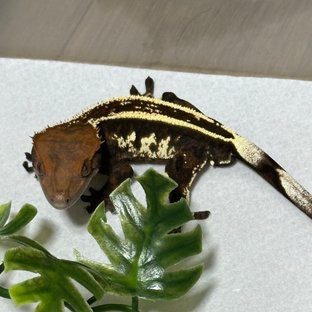 다크 슈퍼스트라이프 엠티백