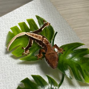 릴리100%헷아잔틱