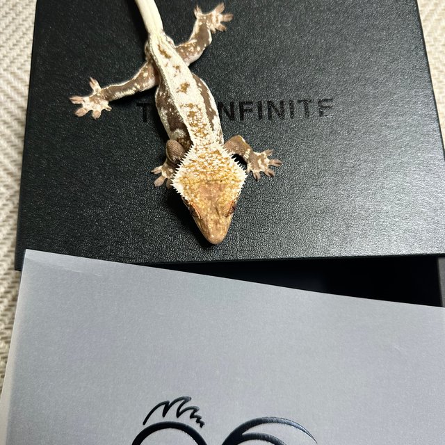 릴리 세이블 100%헷아잔틱