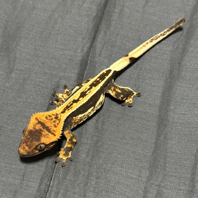 오닉스 풀핀 엠티백