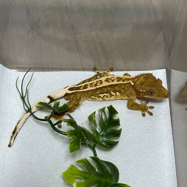 노멀 풀핀 핀스트라이프