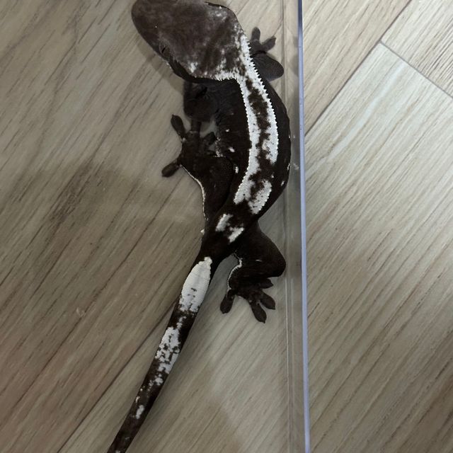 아잔틱