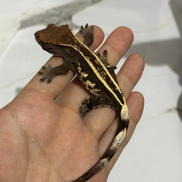 핀스트라이프 엠티백 카푸치노