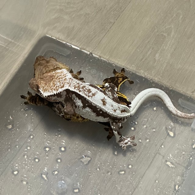 릴리 세이블 100%헷아잔틱