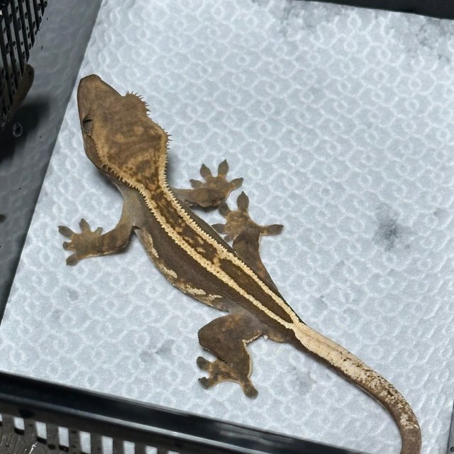 슈퍼스트라이프 엠티백