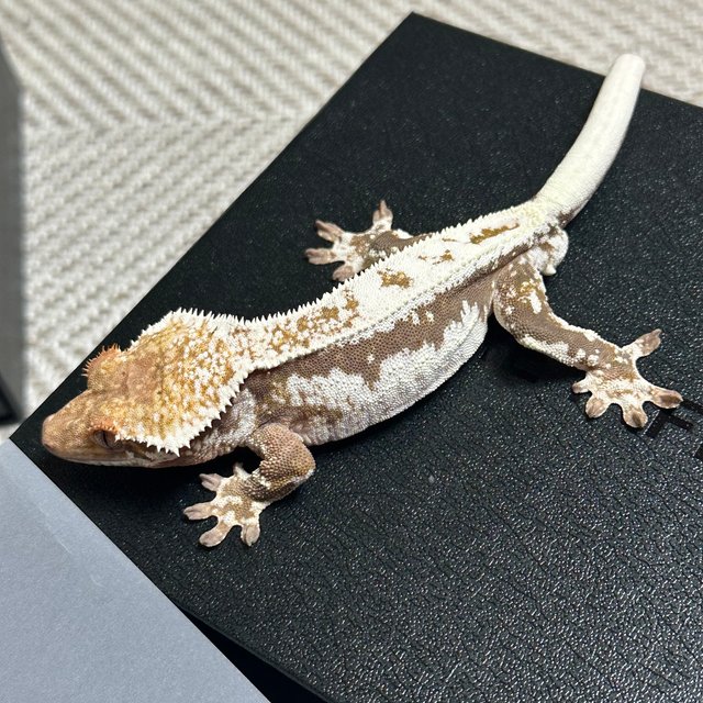 릴리 세이블 100%헷아잔틱