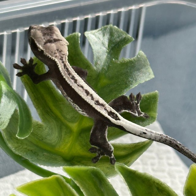 아잔틱 슈퍼스트라이프