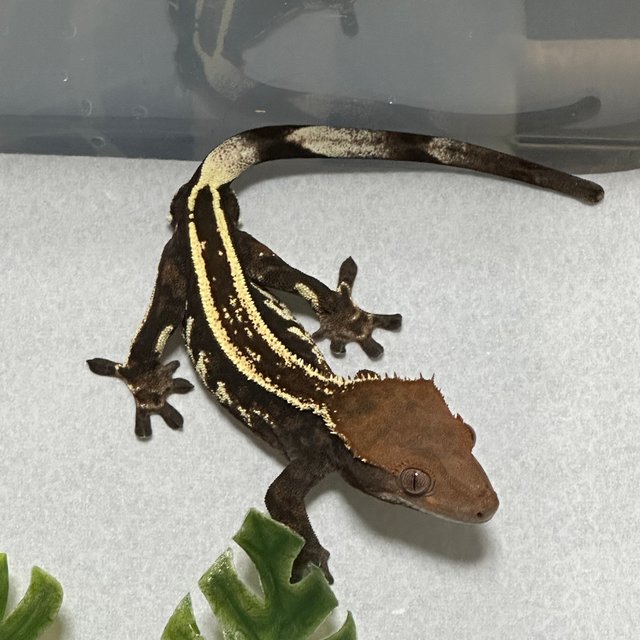 다크 슈퍼스트라이프 엠티백