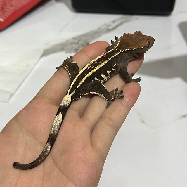 핀스트라이프 엠티백 카푸치노