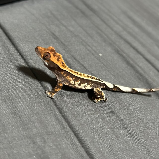 핀스트라이프 엠티백 카푸치노