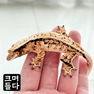 노멀 트라이 드리피 화이트스팟 쿼드