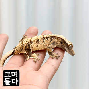 노멀 트라이 드리피 화이트스팟