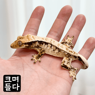 노멀 트라이 드리피 화이트스팟