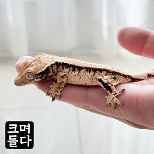 노멀 트라이 익스트림할리퀸 드리피