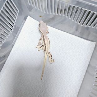 릴리 세이블