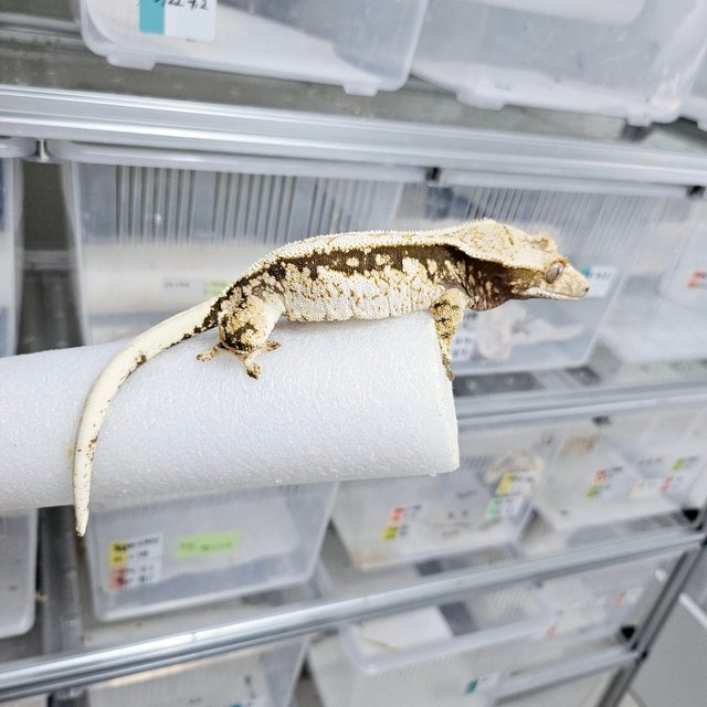 노멀 트라이 화이트스팟