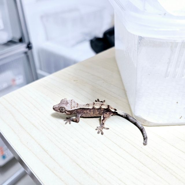 세이블